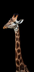 Giraffe, AI