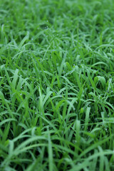 spring season abstract natural background of green rice farm close up with water drop . grass with water drops . 