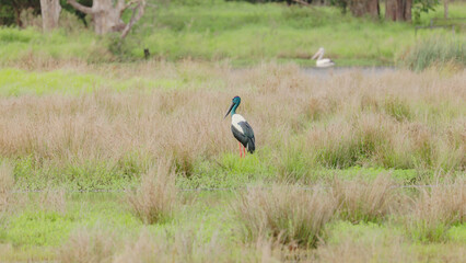 black-necked stork and a pelican at a wetland