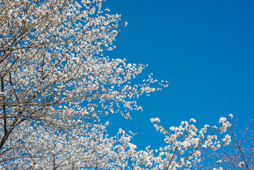 Cherry Blossom and Blue Sky