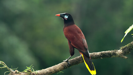 rear view of a montezuma oropendola perched on a branch