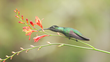 a talamanca hummingbird perched and feeding on a crocosima