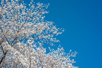 Cherry Blossom and Blue Sky