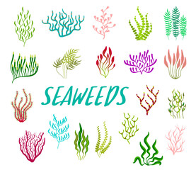 Underwater seaweed plants, aquarium and sea algae. Cartoon vector set of colorful coral reef tropical wildlife biodiversity. Ocean undersea water life isolated marine weeds, wracks, laminaria or kelp
