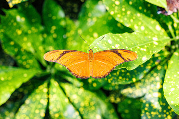 Orange butterfly resting with open wings on green leaves in Key West © Jef