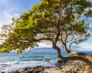 Tropical Almond Tree on Wailea Beach With The West Maui Mountains on The Horizon, Maui, Hawaii, USA