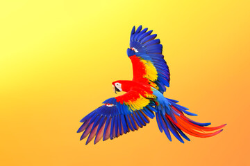 Colorful Scarlet macaw parrot flying on a blurred natural background.