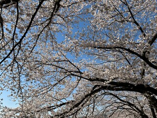 개금벚꽃길 위에서 찍은 봄의 대표적인 벚꽃 풍경! 도심과 어우러져서 더욱 멋진!!