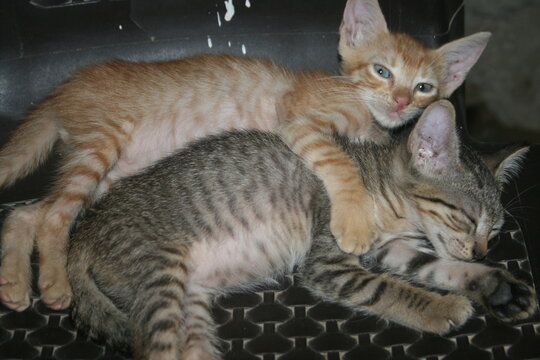 gatos bebe abrazando a su compañero  