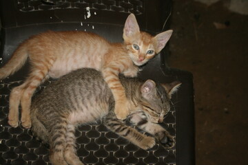 gatos bebe abrazando a su compañero  