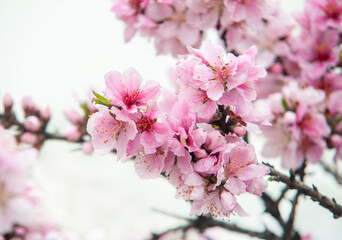 Pink peach blossom