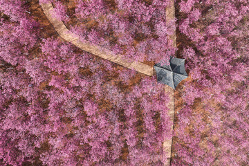 Aerial view of cherry blossom