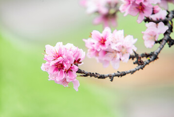 Pink peach blossom
