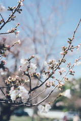 桜の蕾