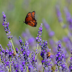 An orange butterfly flying over lavender flowers with a busy bee nearby.