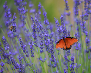 Two pollinators, an orange butterfly and bee doing their job in a lavender field.