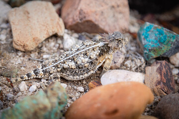 A Regal horned lizzard waiting for prey among a colorful rock garden. - obrazy, fototapety, plakaty