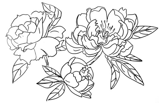 peonies graphic black and white drawing on white background