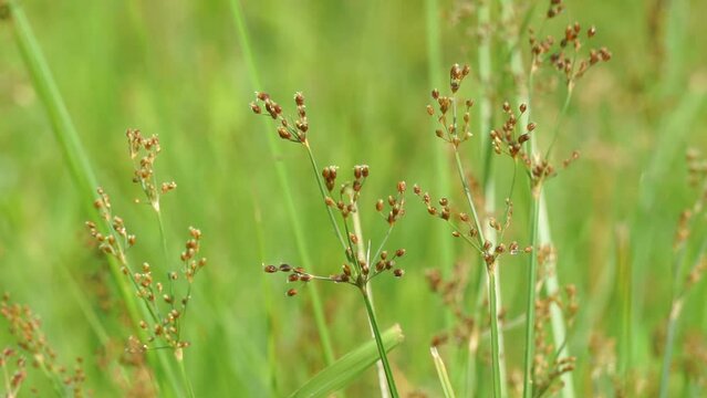 Fimbristylis miliacea (Also called the grasslike fimbry, hoorahgrass, Scirpus miliaceus). Malays use leaves for poulticing in fever