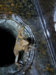 Lizard Emerges from Sewage Pipe : Urban Wildlife