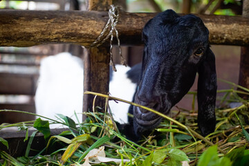 a goat looks at the camera, kambing