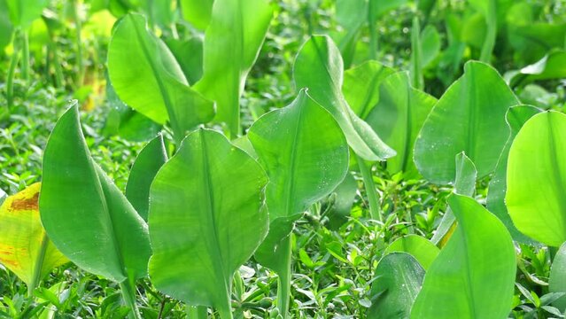 Limnocharis flava (Also known Genjer, kelayan, eceng, limnocharis, sawah-flower rush) in nature. grows generally wherever there is not very deep stagnant fresh water, in swampy areas