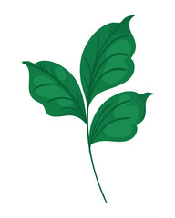 leaves on white background