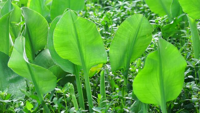 Limnocharis flava (Also known Genjer, kelayan, eceng, limnocharis, sawah-flower rush) in nature. grows generally wherever there is not very deep stagnant fresh water, in swampy areas