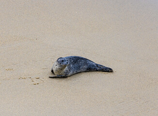 Fototapeta na wymiar Young Seal Laying on The Shore of The Children's Pool at Casa Beach, La Jolla, California, USA