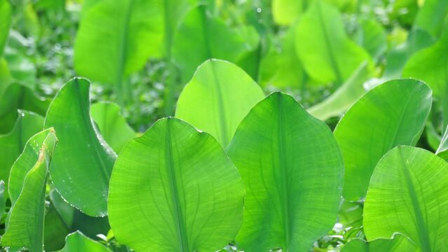 Limnocharis flava (Also known Genjer, kelayan, eceng, limnocharis, sawah-flower rush) in nature. grows generally wherever there is not very deep stagnant fresh water, in swampy areas