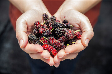 Mulberry tree branch with ripe berries in woman's hand.