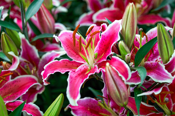 Blooming lilies at the flower market