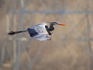 Great Blue Heron flying past the towers at Conowingo Dam