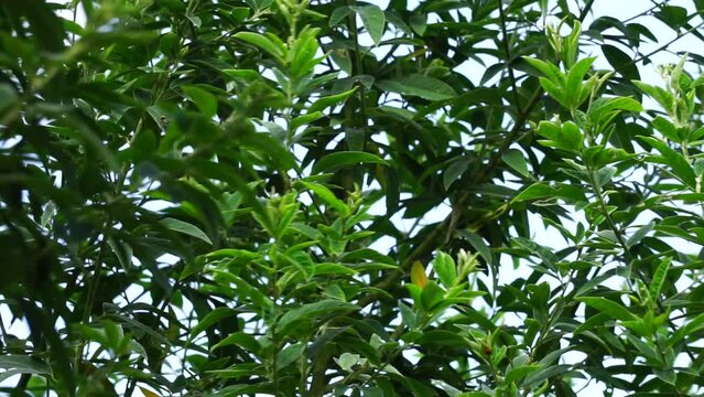Green pigeon pea (also called Gude, kacang gude, kacang kayo,, kacang bali, Cajanus cajan, red gram, tur, pwa kongo, gungo peas) leaves with a natural background.