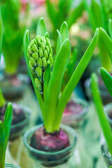 Fototapeta na wymiar Close-up of lush green daffodil rhizomes