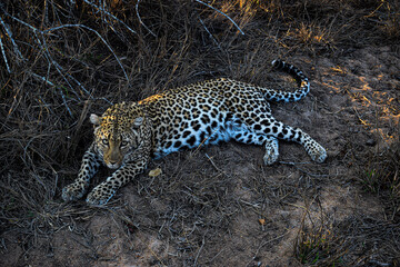 leopard relaxing