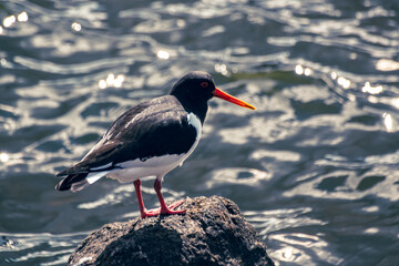 black headed gull