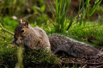 Squirrel eating a nut with green grass throughout the background up close wildlife with strong depth of field