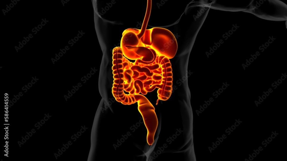 Wall mural human digestive system anatomy for medical concept 3D rendering