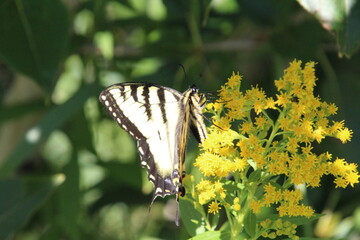 Busy Butterfly, Jasper National Park, Alberta