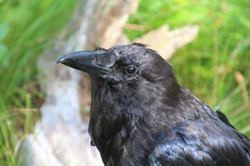 raven on the grass, Jasper National Park, Alberta