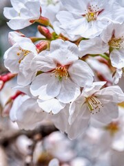 자연 벚꽃, 봄, 꽃잎, 근접촬영