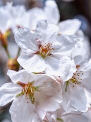 자연 벚꽃, 봄, 꽃잎, 근접촬영