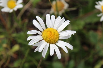 Obraz premium daisy in the grass