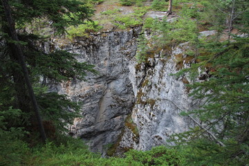 stream in the forest