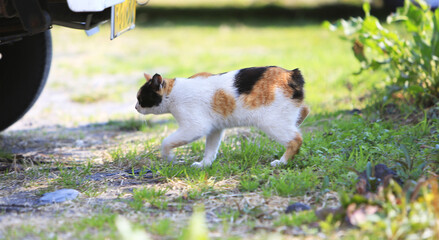 Stray /feral Japanese calico bobtail cat in a park in Kagoshima, Japan.