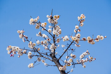 White plum blossom against the blue sky