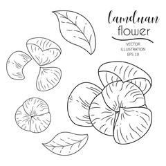 Doodle line floral vector illustration. Petal, bud, leaf, flower, Melodorum frucosum Lour or Dandelion isolated ready to use on white background. and arrange your own flowers