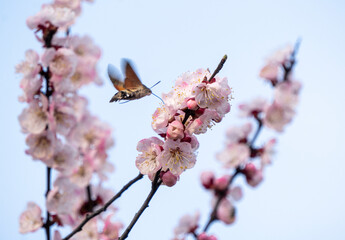 Hummingbirds collect pollen in plum bushes