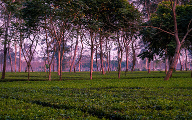 Landescape of Tea state in eveniing. Samsing is famous for its scenic landscape, green tea garden, hills and forest in the north Bengal region, Siliguri, India.